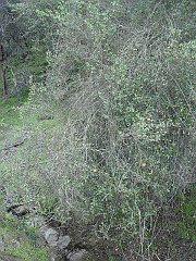 quercus berberidifolia
